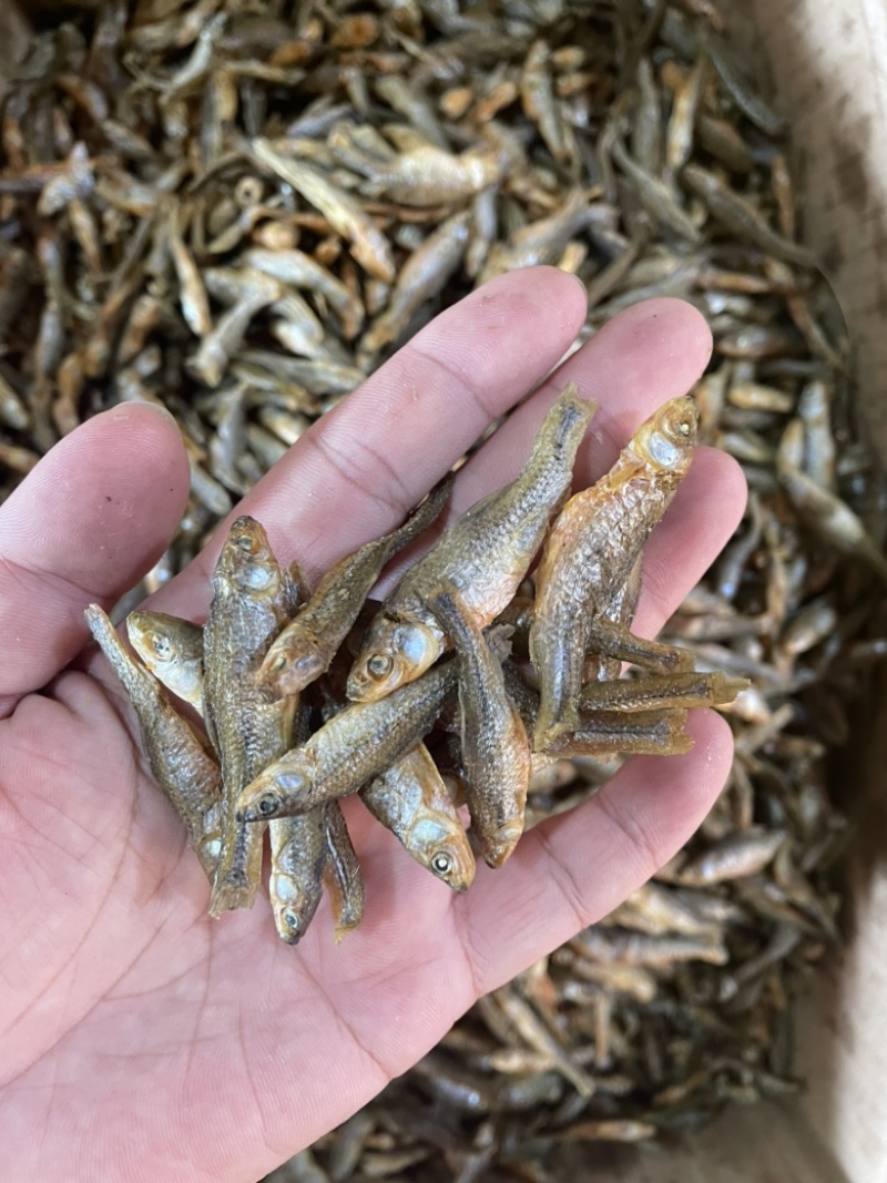 麦穗鱼水煮麦穗小鱼干小干鱼