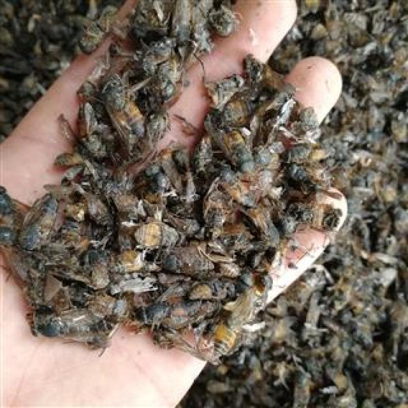 虻虫，正品大虻虫质量保证，经营各种中药材欢迎咨询合作！