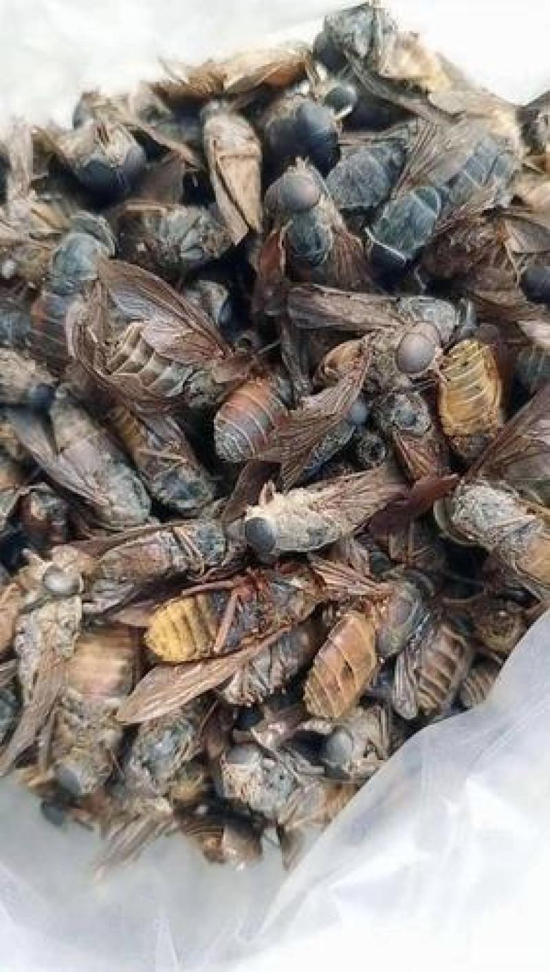 虻虫，正品大虻虫质量保证，经营各种中药材欢迎咨询合作！