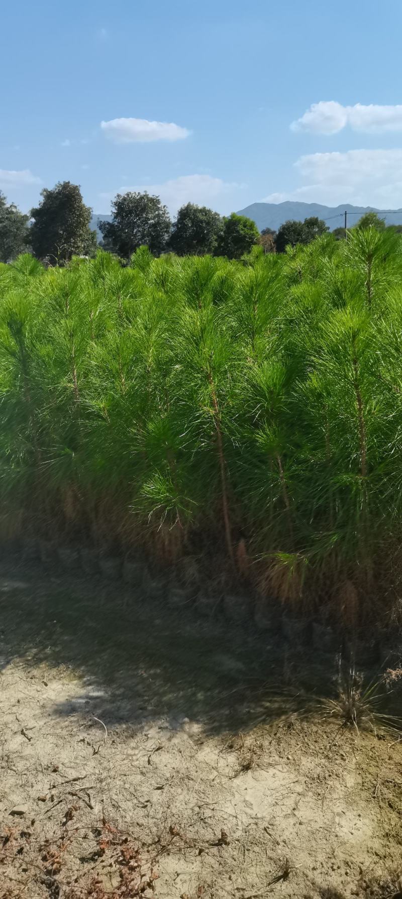 湿地松杯苗，80公分-1米以上，大杯16