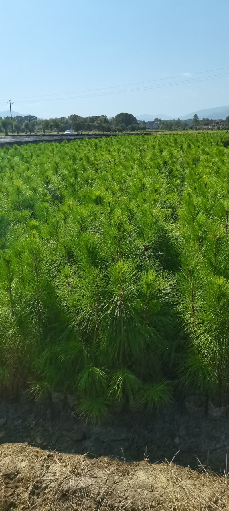 湿地松杯苗，80公分-1米以上，大杯16