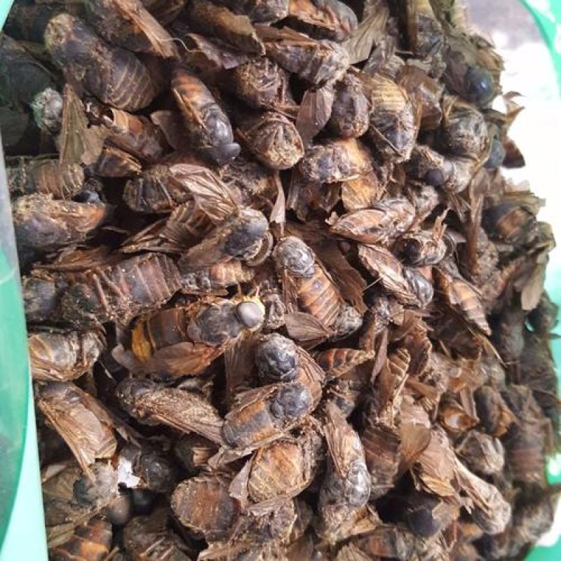 虻虫，正品大虻虫质量保证，经营各种中药材欢迎咨询合作！