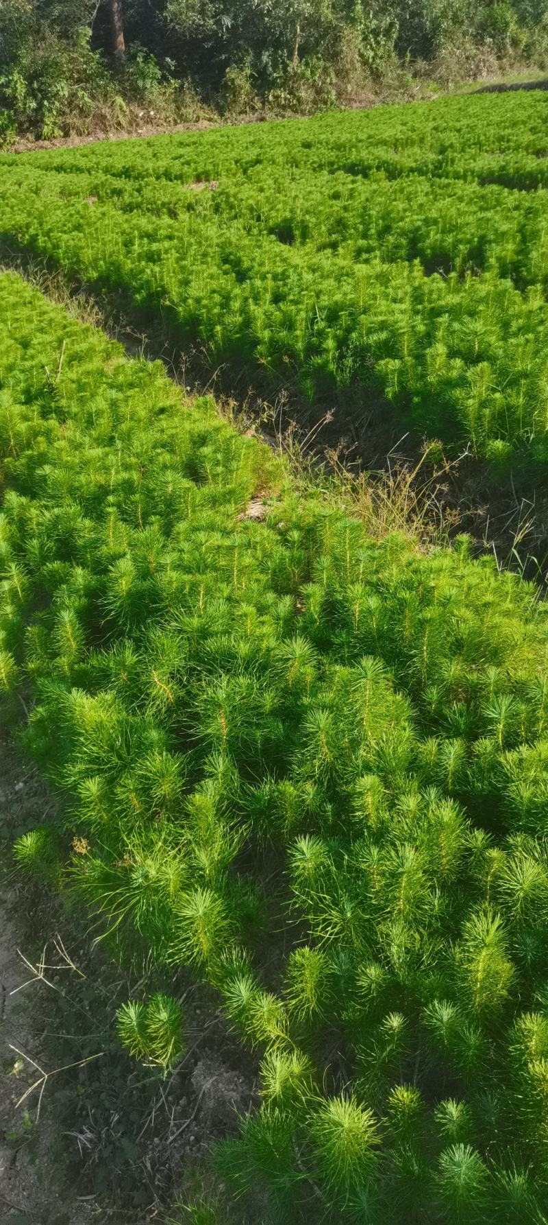 大量供应马尾松小苗，湿地松杯一年生小苗，价格优，欢迎选购