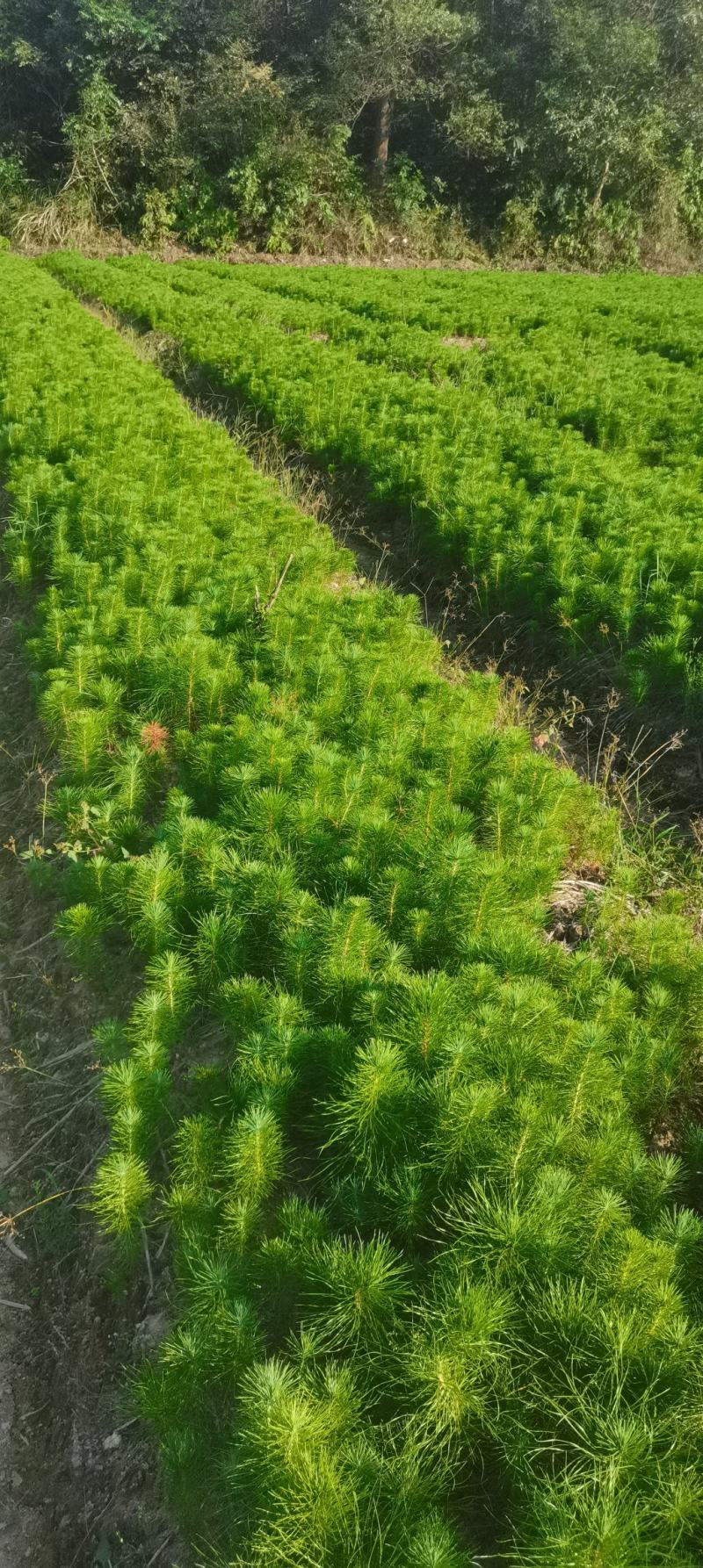 大量供应马尾松小苗，湿地松杯一年生小苗，价格优，欢迎选购