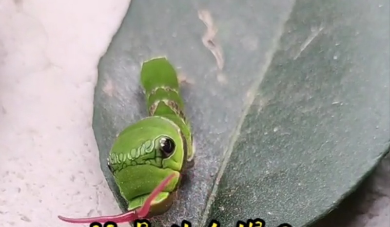 花生