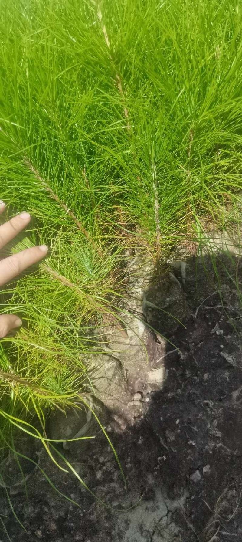 供应湿地松，造林树种，根系好，成活率高苗圃直供，量大从优
