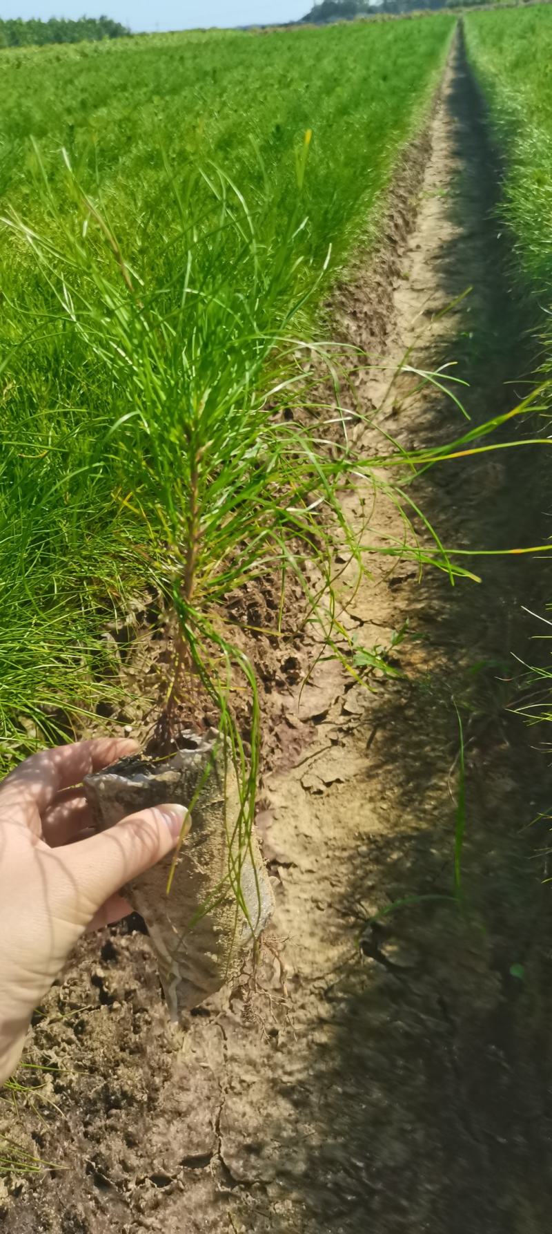 供应湿地松，造林树种，根系好，成活率高苗圃直供，量大从优