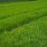 供应湿地松，造林树种，根系好，成活率高苗圃直供，量大从优