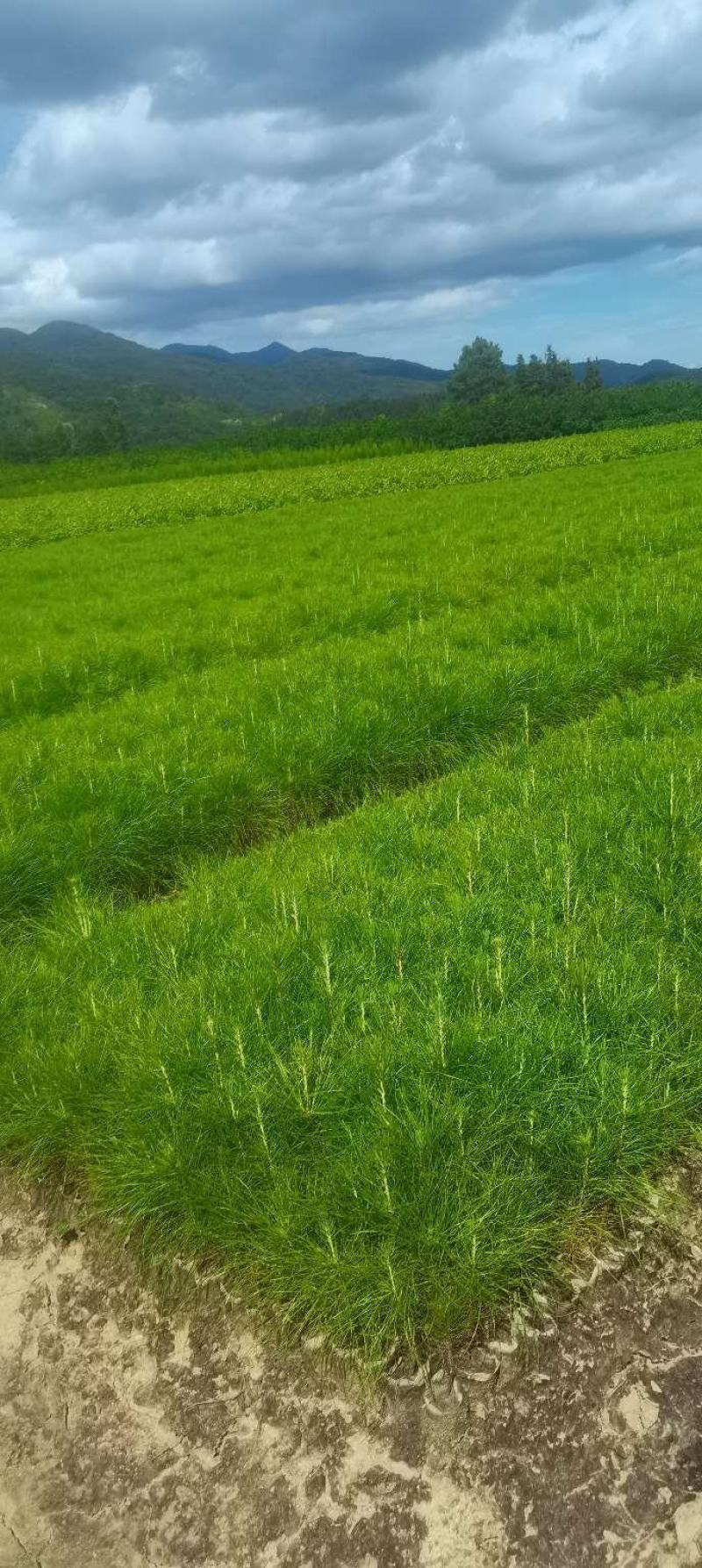 供应湿地松，造林树种，根系好，成活率高苗圃直供，量大从优