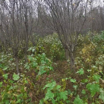 低价出售5-8公分西府海棠，分支点60-80，300亩