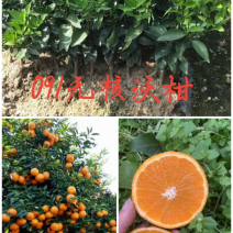 沃柑苗091沃柑苗无核沃柑苗品质保证基地直销