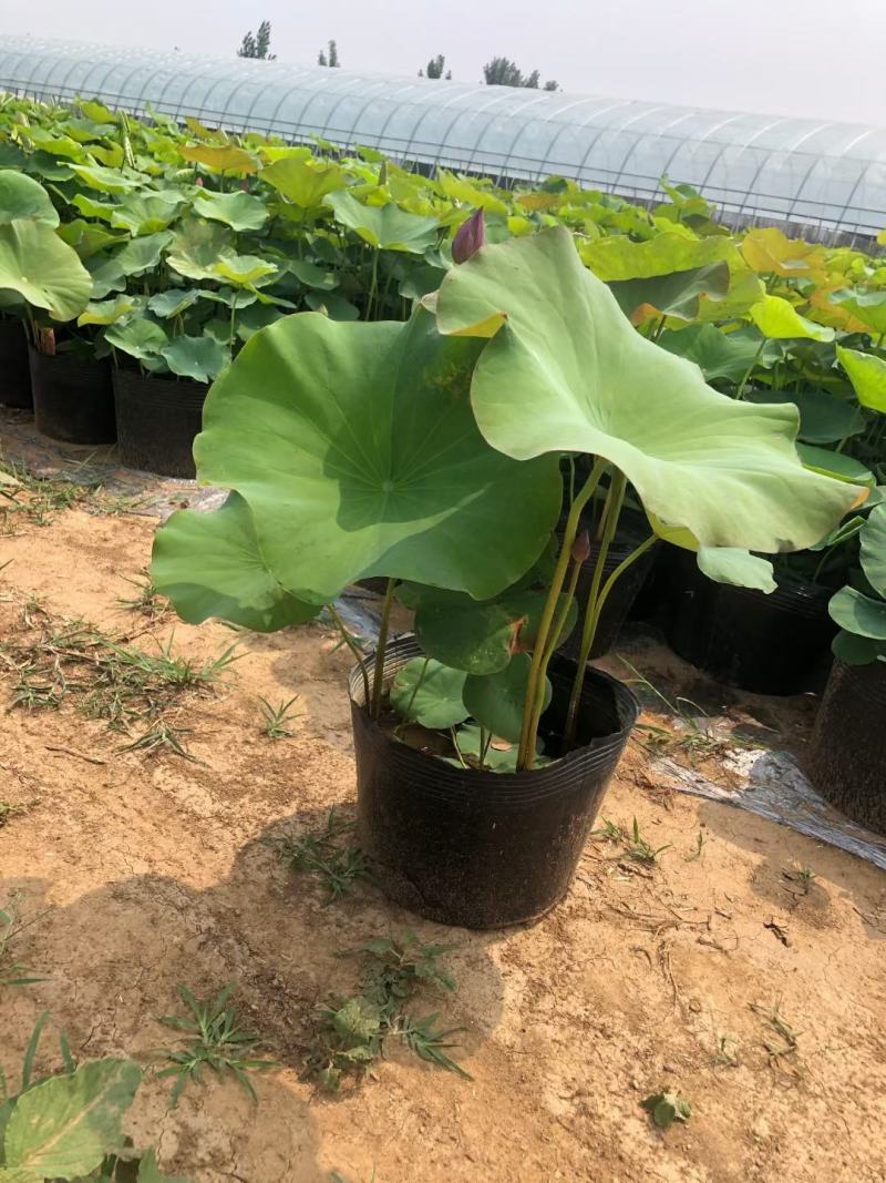 盆栽荷花荷花苗精品盆栽荷花自产自销保质保量