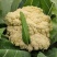 松花菜种子花椰菜绿色青梗早熟65天春秋种植