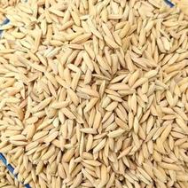陕西汉中优质大米，今年现收大米，大量上市，