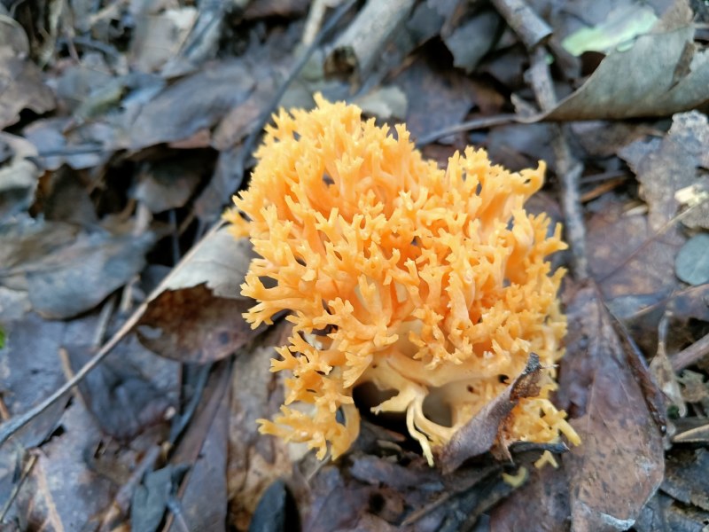 珊瑚菌