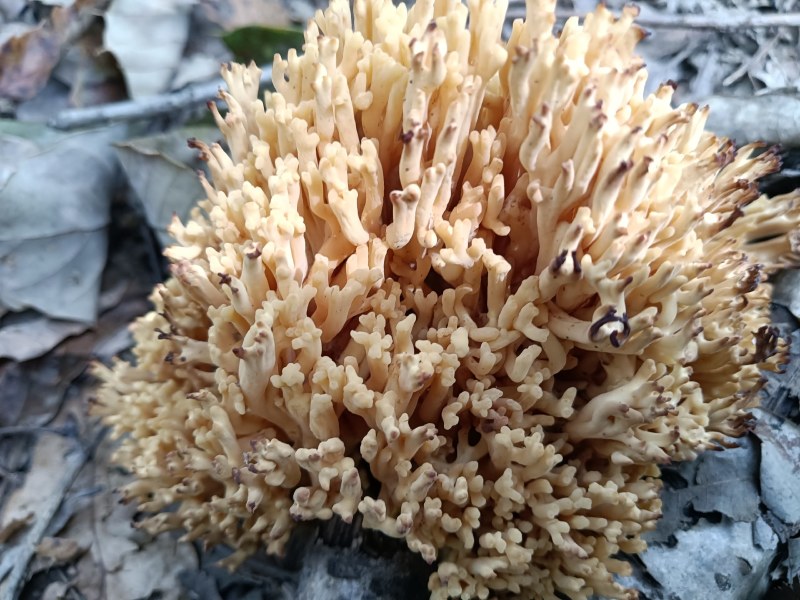 珊瑚菌