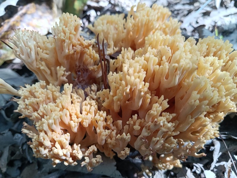 珊瑚菌