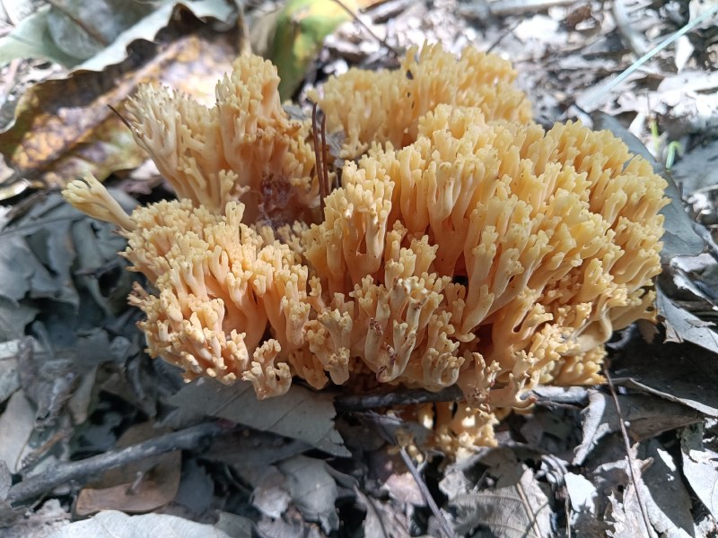 珊瑚菌