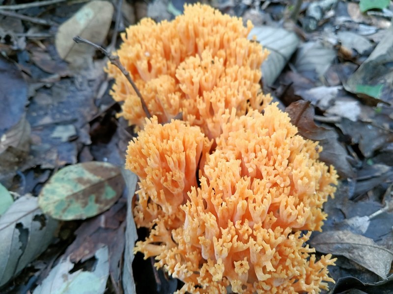 珊瑚菌