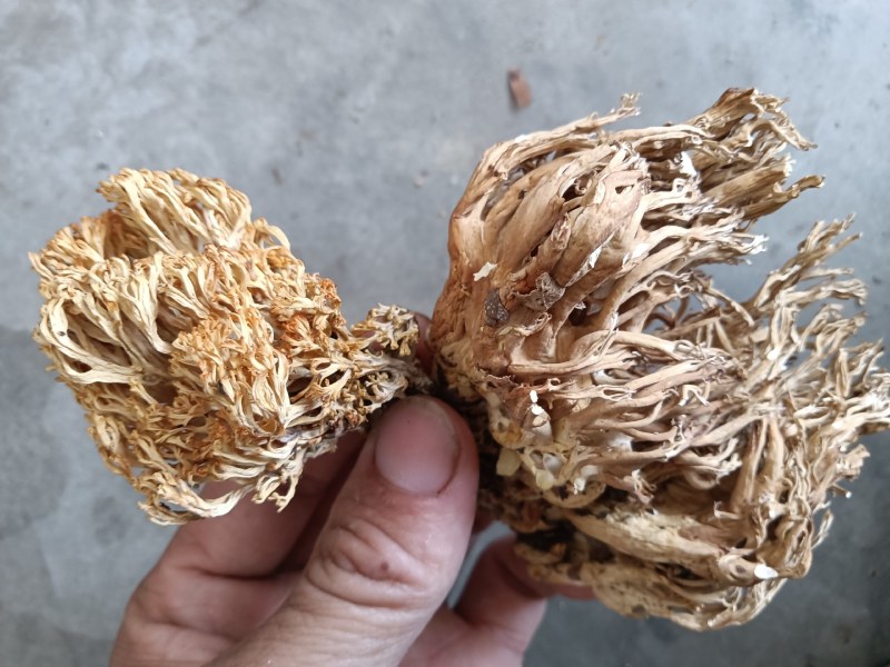 珊瑚菌