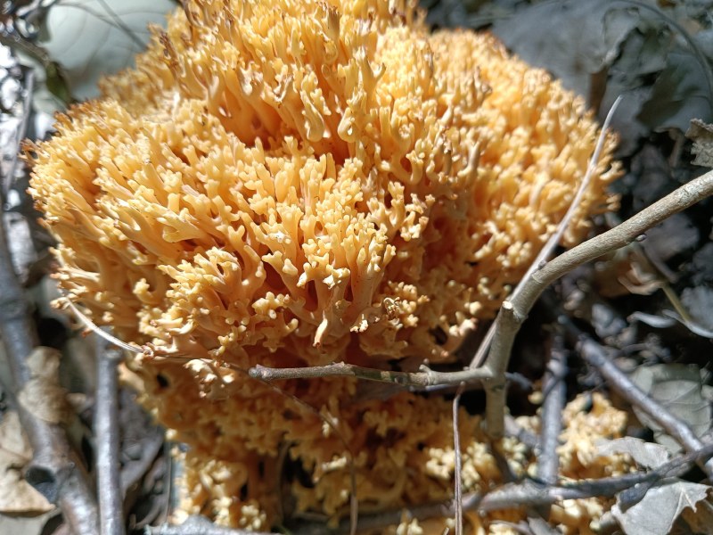 珊瑚菌