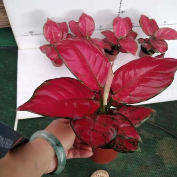 新品新图红颜很红很漂亮盆栽绿植实物实拍图发货标准参考如图