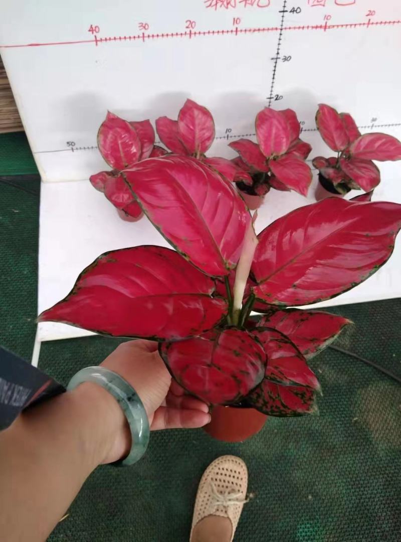 新品新图红颜很红很漂亮盆栽绿植实物实拍图发货标准参考如图