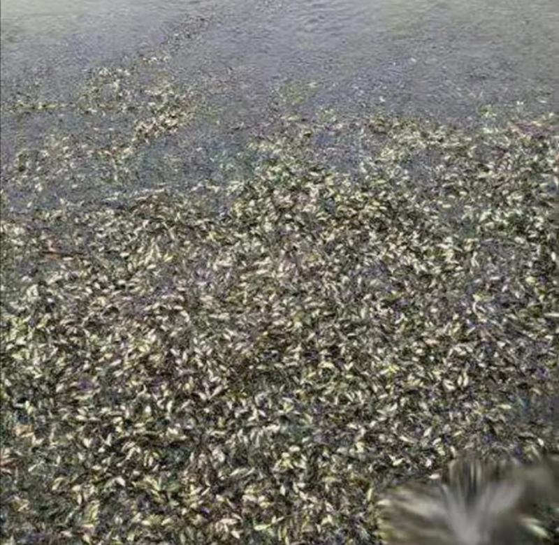 所售出塘黄金鲫鱼鱼皮毛好！包成活！专业团队运输！欢迎联系！