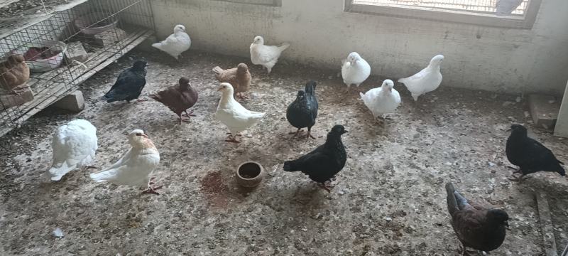 大体元宝鸽幼鸽青年鸽种鸽