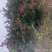 1.5米以上丛生红火箭紫薇自家苗圃位于重庆梁平