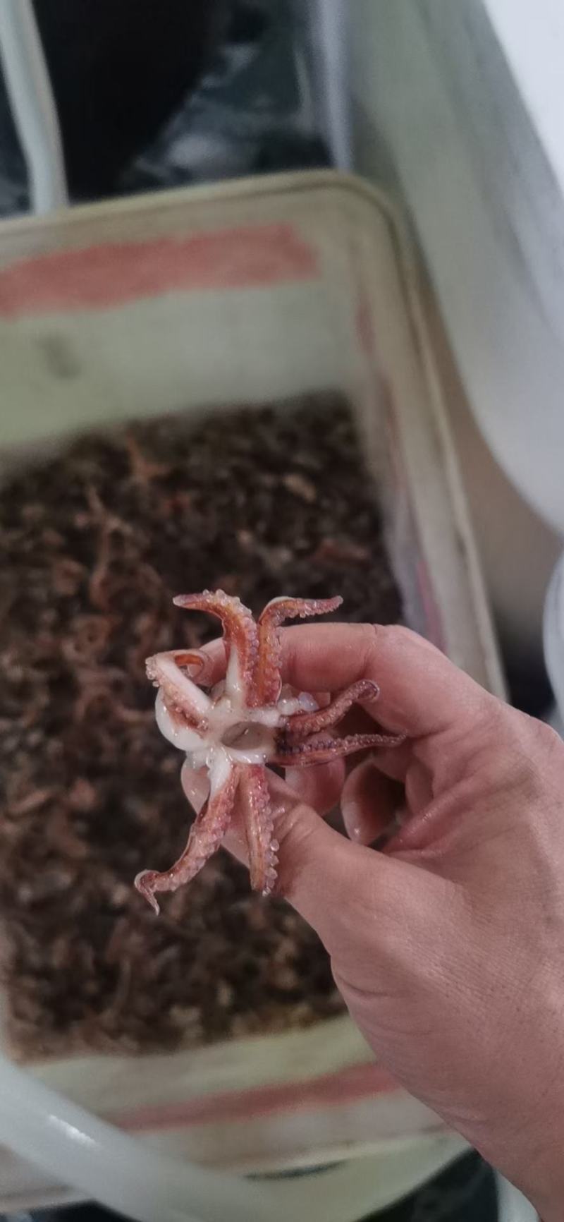 干冻鱿鱼须鱿鱼头脆口鱿鱼头部