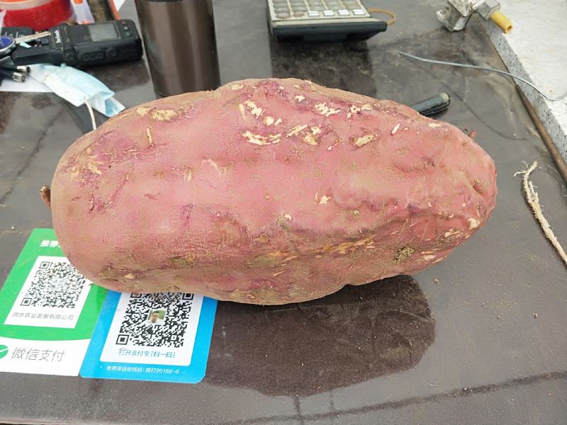 红薯西瓜红蜜薯邹城丘陵地产地直供