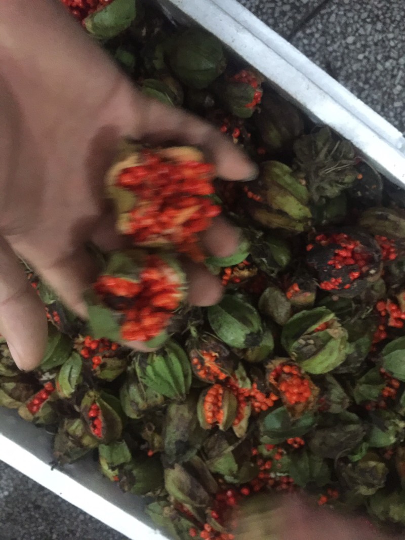 高杆华重楼种子