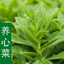 养心菜，救心菜，费菜