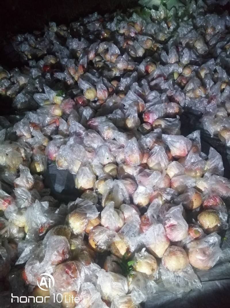 陕西一口香柿子，吊红柿子大量上市，一手货源欢迎采购。