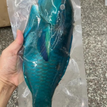 西沙海鱼