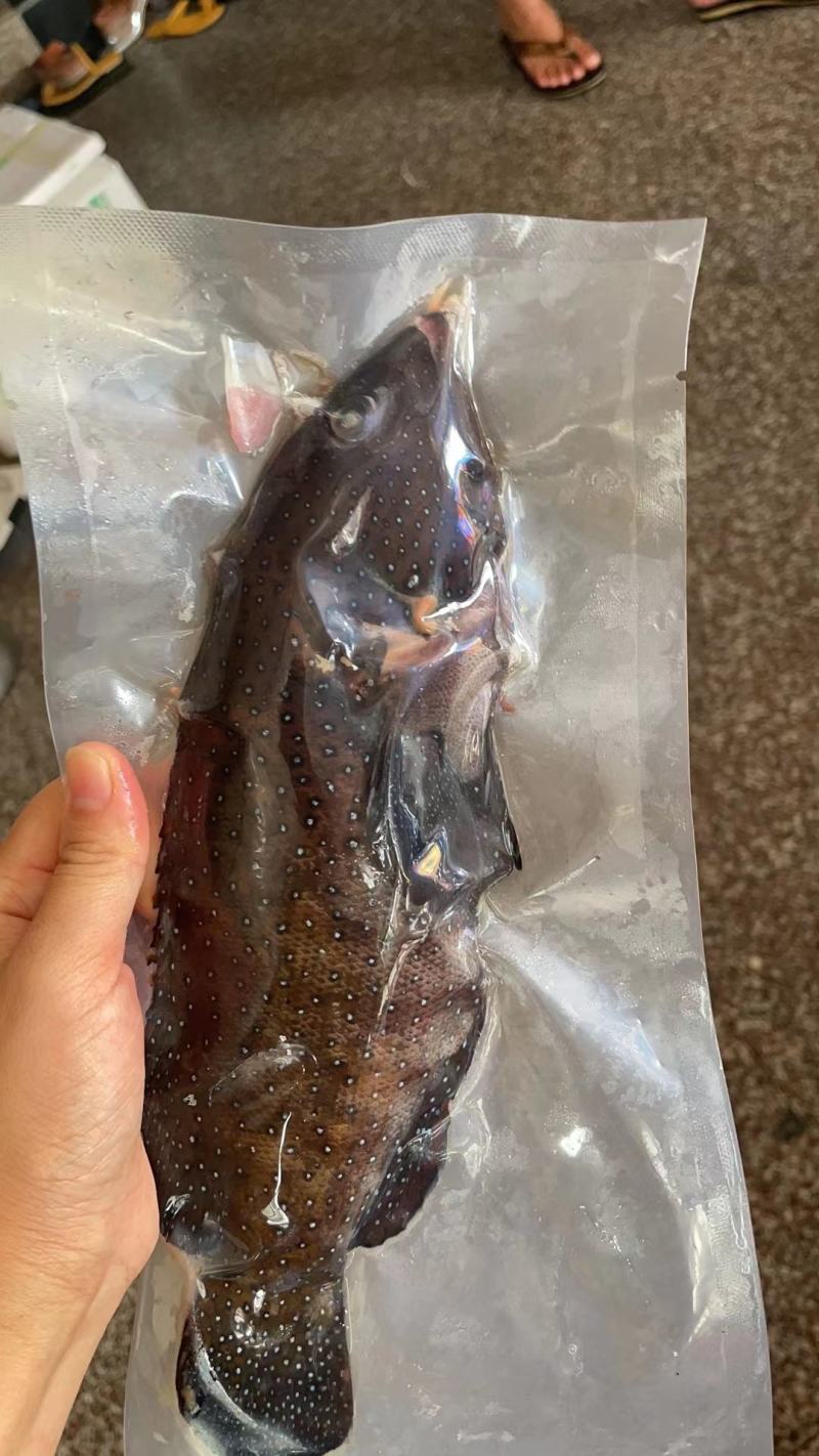 西沙海鱼