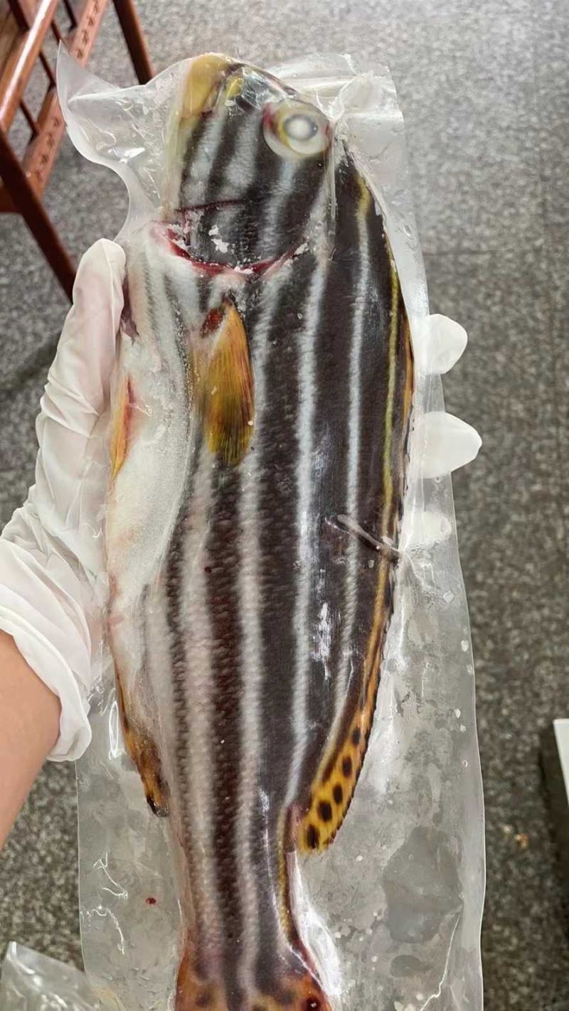 西沙海鱼