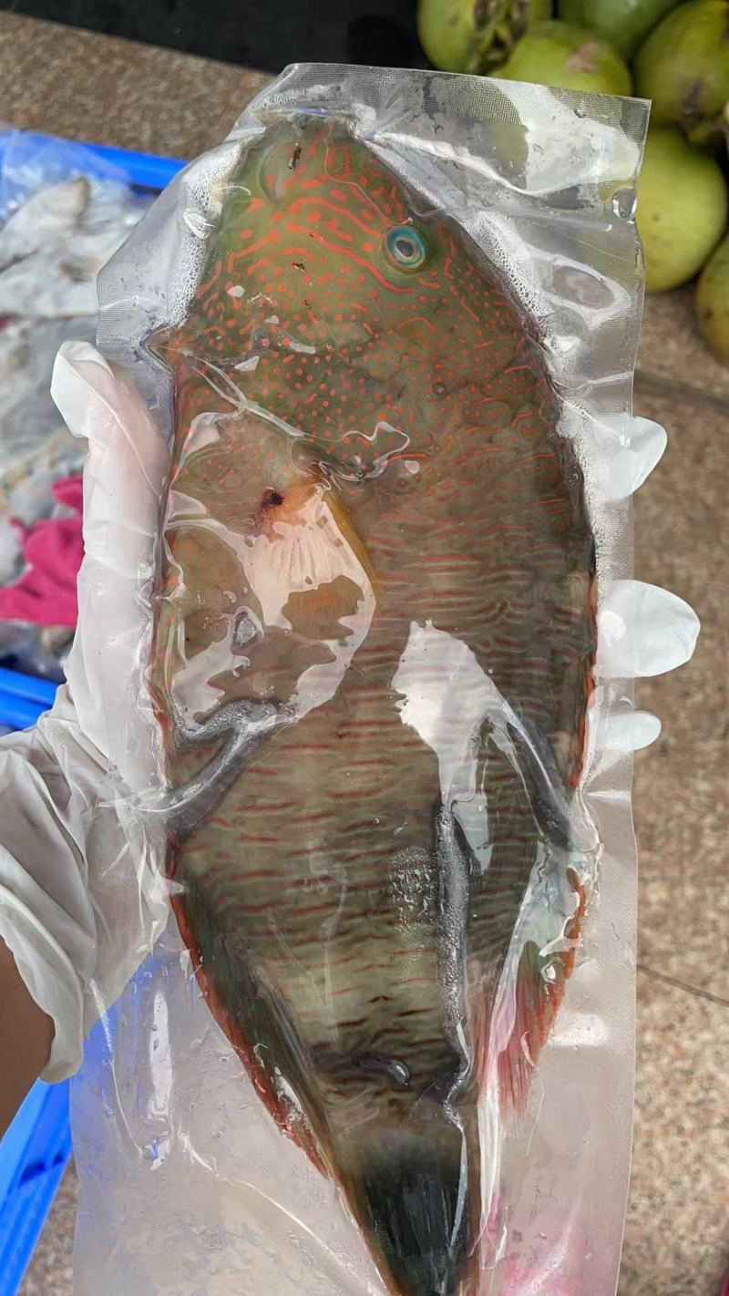 西沙海鱼