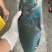 西沙海鱼