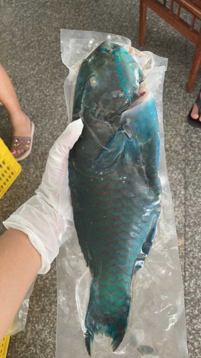 西沙海鱼