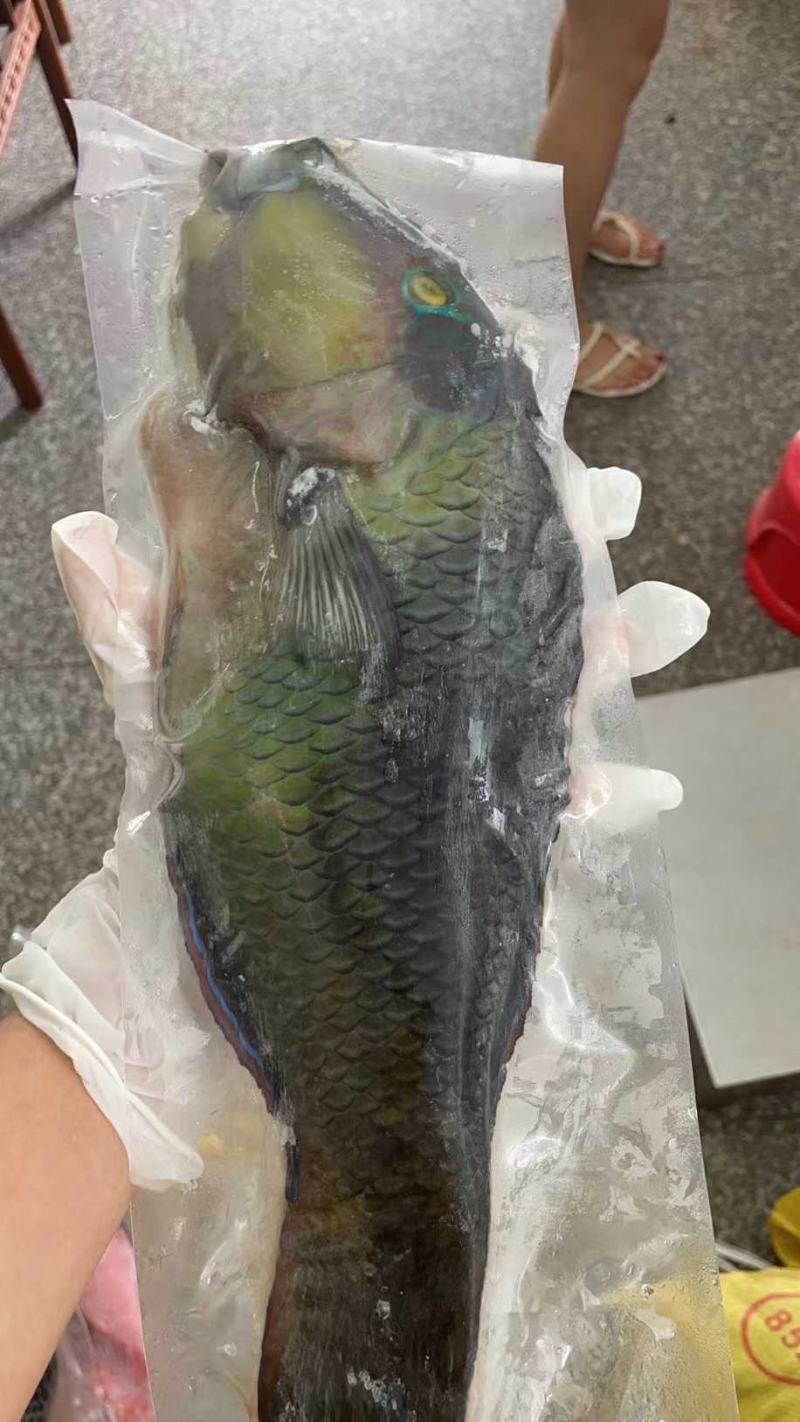 西沙海鱼