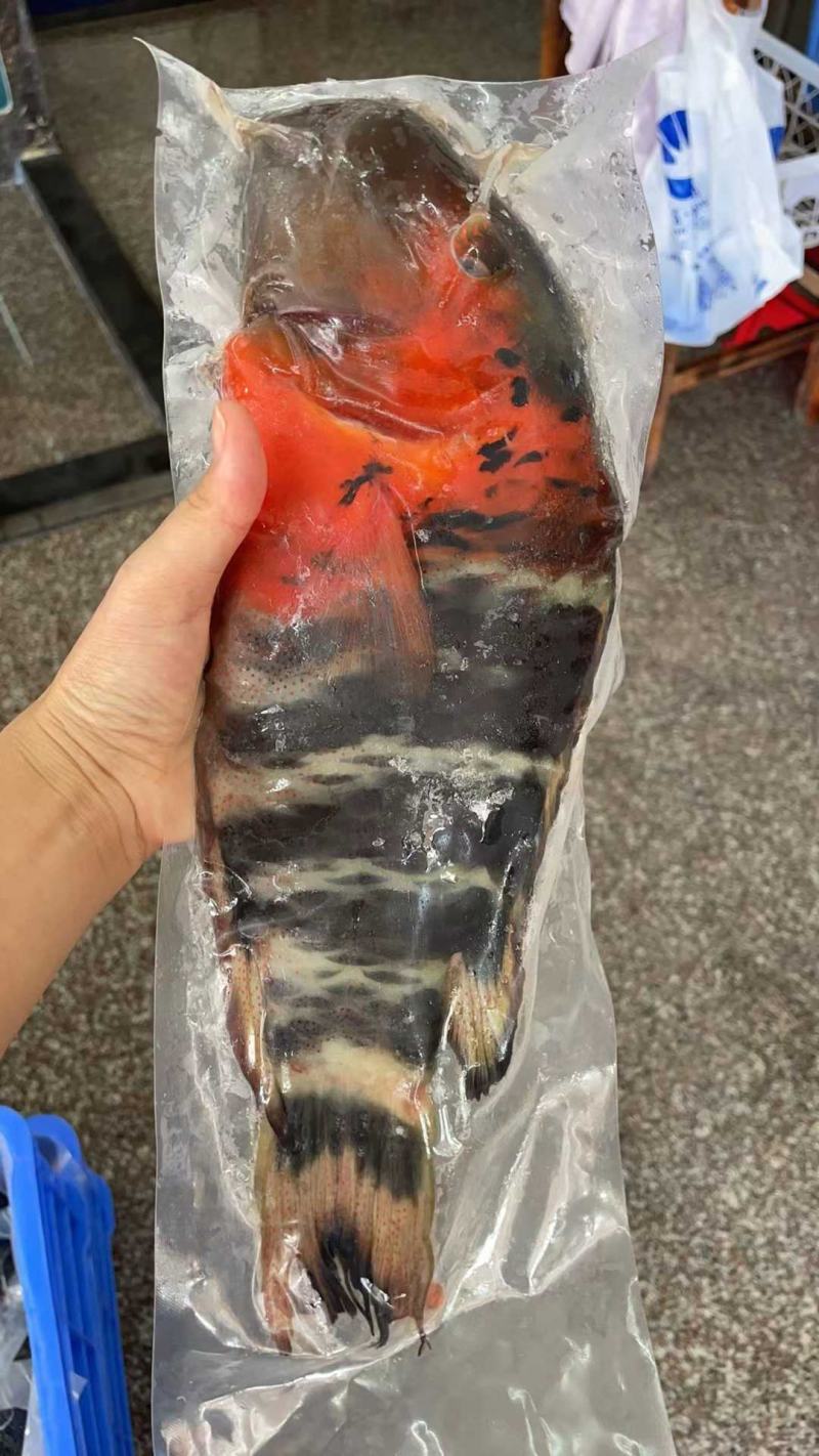 西沙海鱼