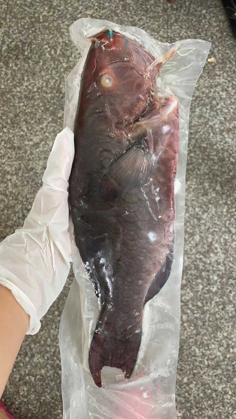 西沙海鱼