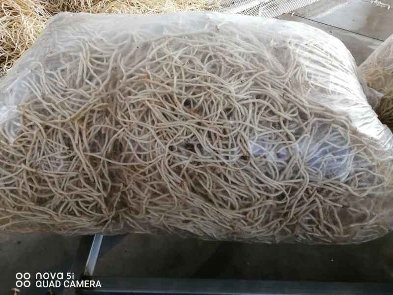 湖北精品鱼腥草节节根两河特产质量保证欢迎下单