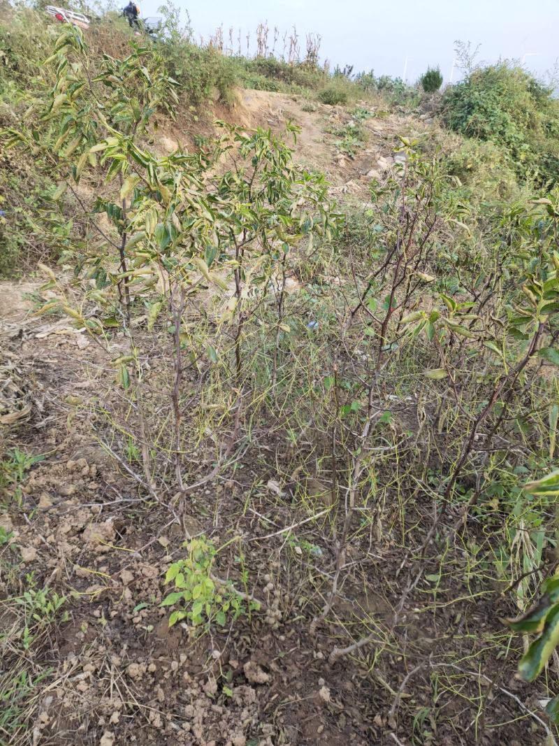 沾化冬枣苗