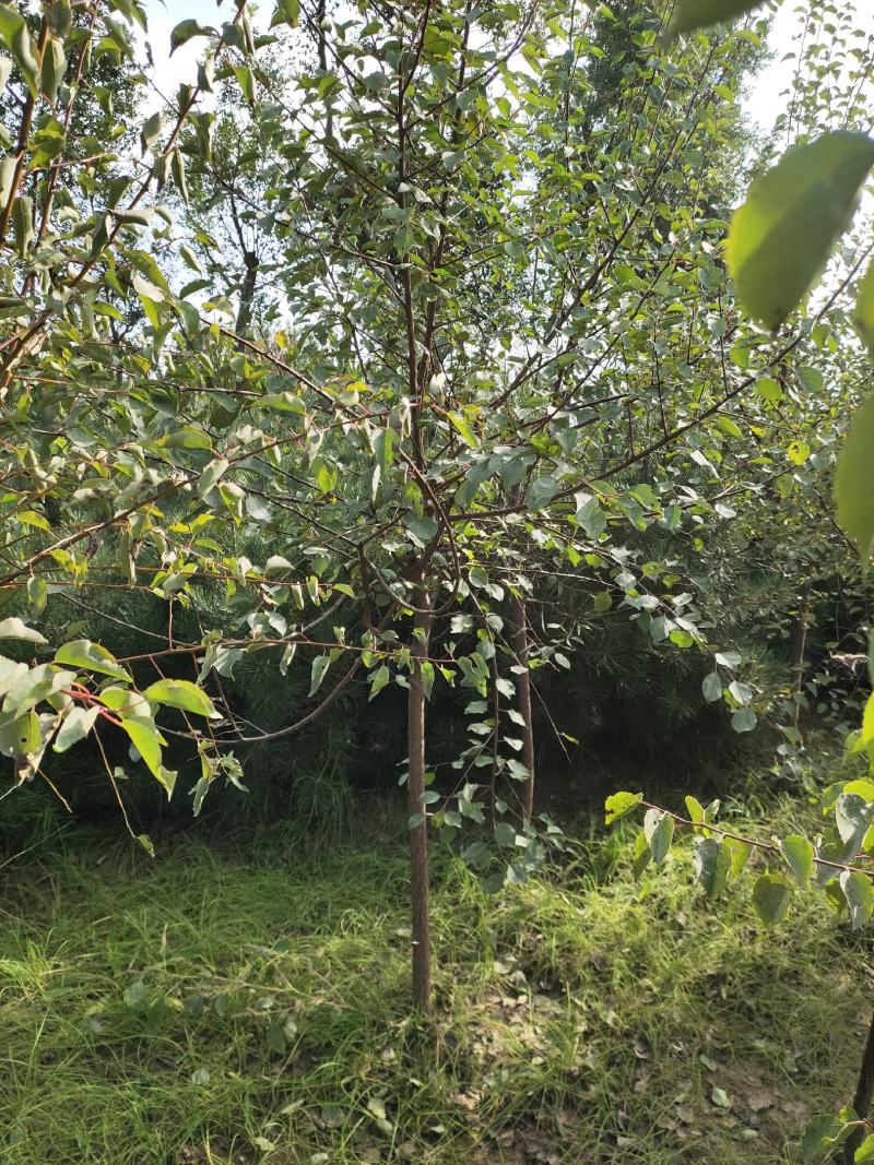 山杏定植苗2.5公分3公分裸根用量大价格再谈