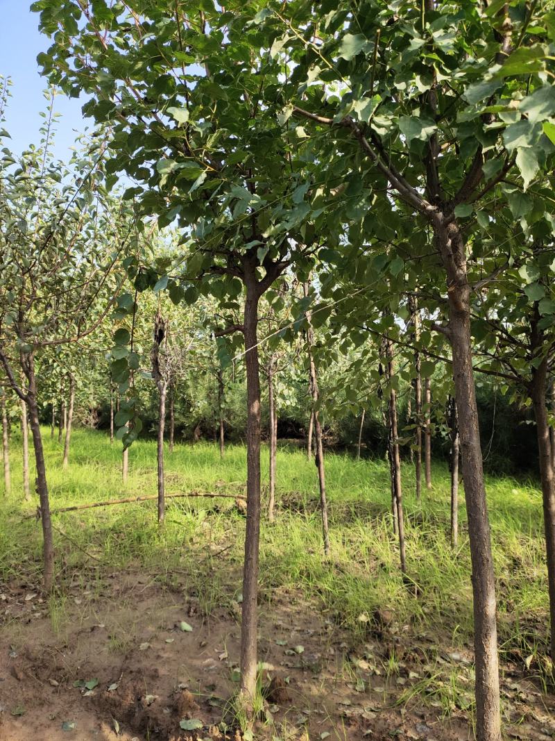山杏定植苗2.5公分3公分裸根用量大价格再谈