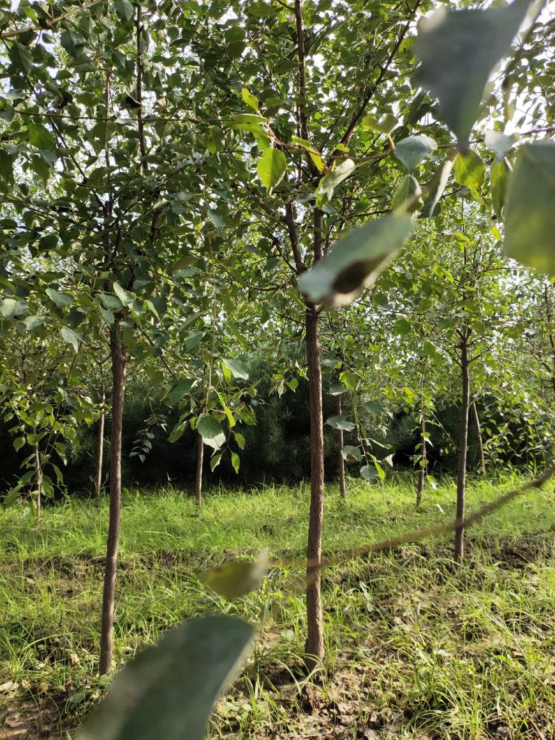 山杏定植苗2.5公分3公分裸根用量大价格再谈
