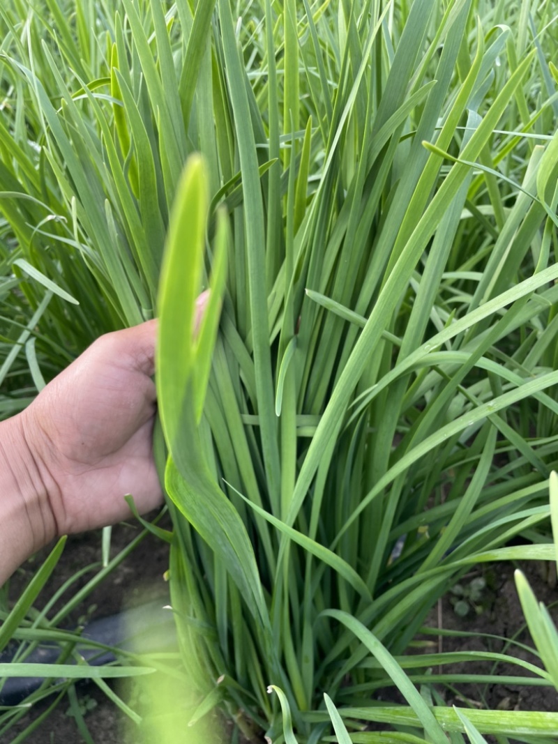 精品韭菜，面积大，质量保证，欢迎新老客户前来采购